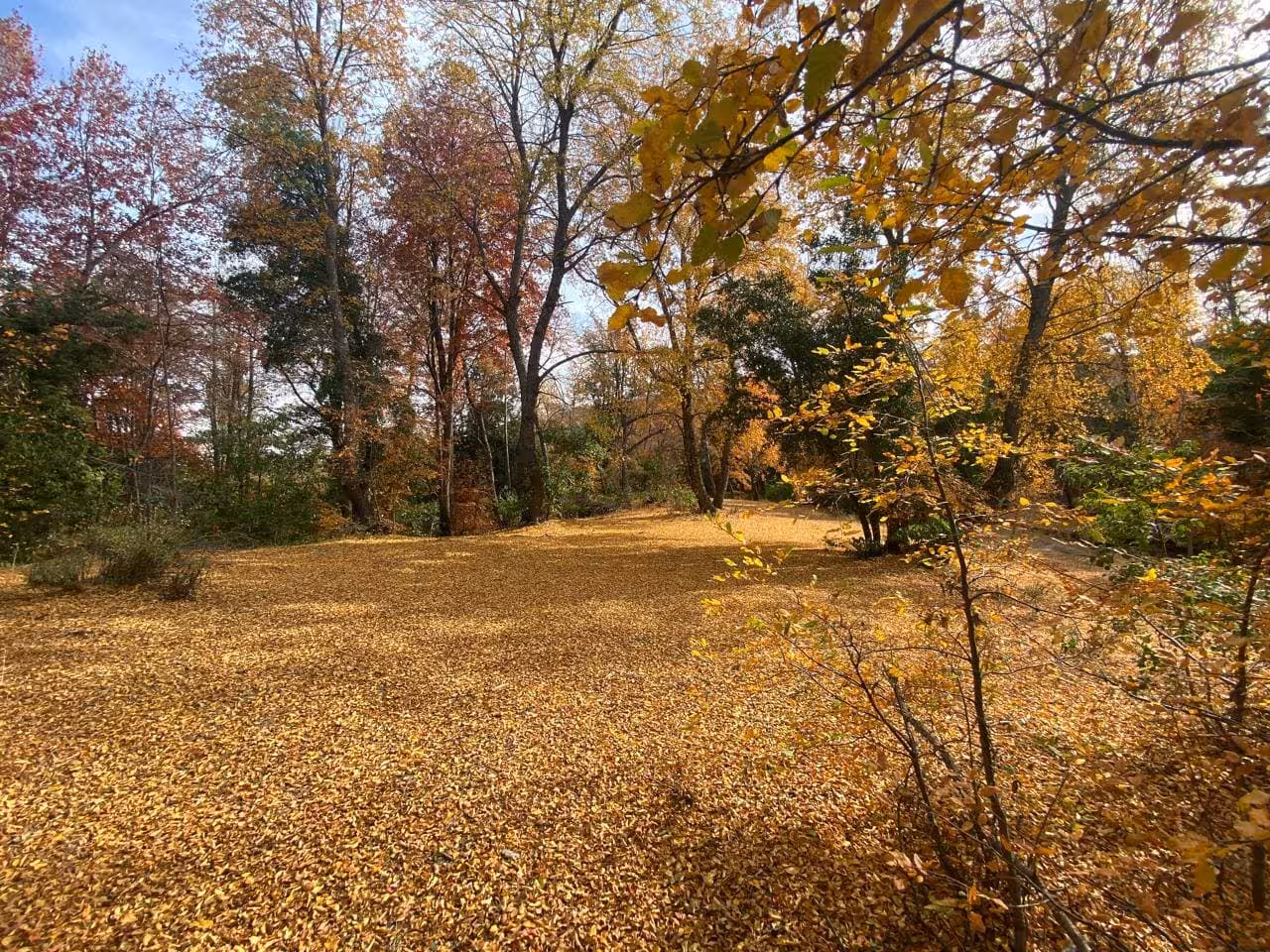 casa en medio del Bosque